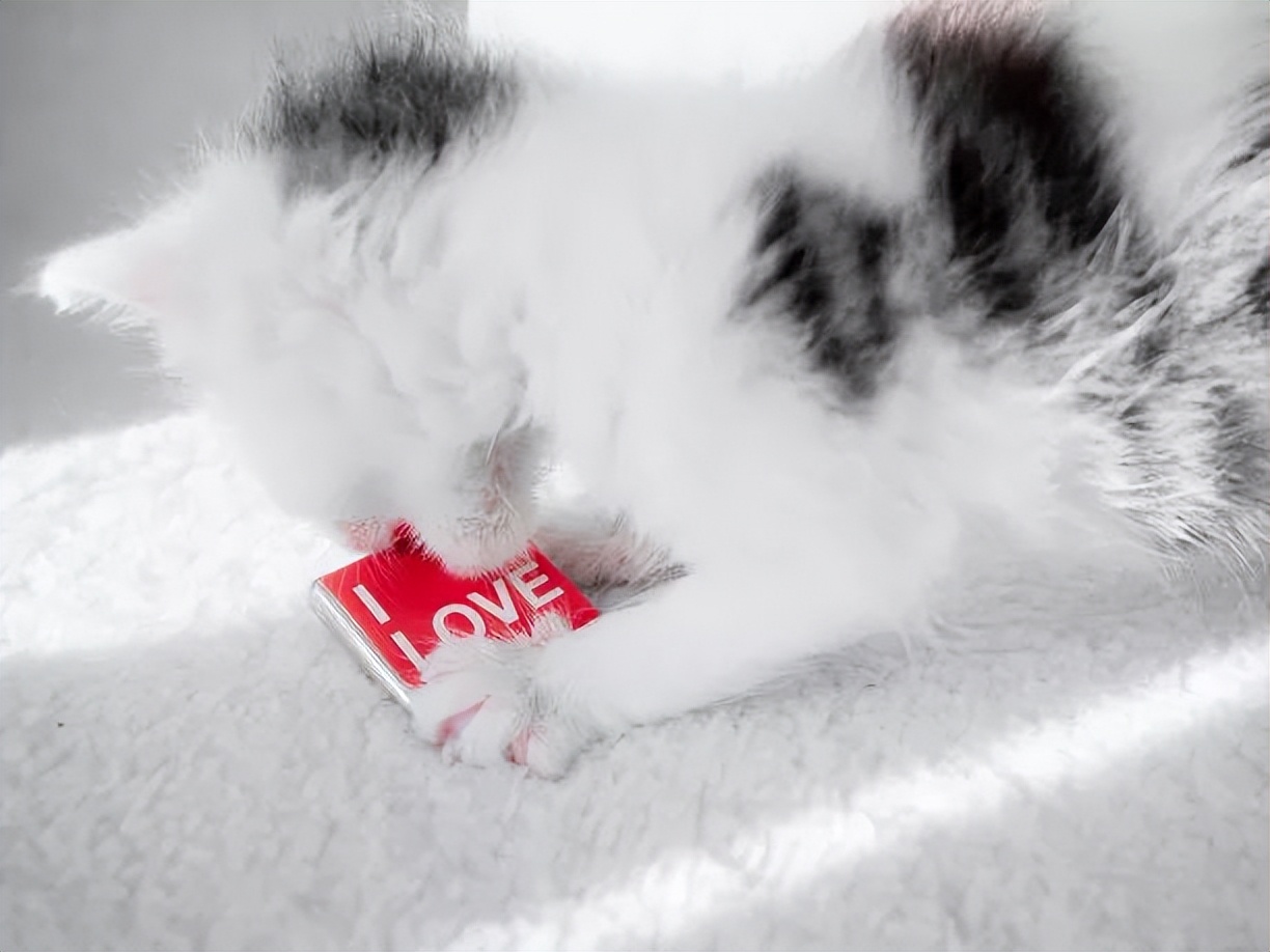 养猫新手注意事项,猫怎么养新手养猫需注意4大问题