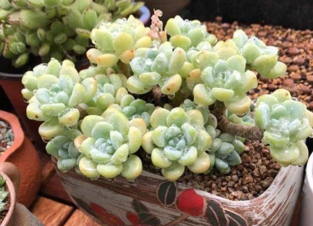 多肉开始生根怎么浇水,多肉幼崽怎么快速长大