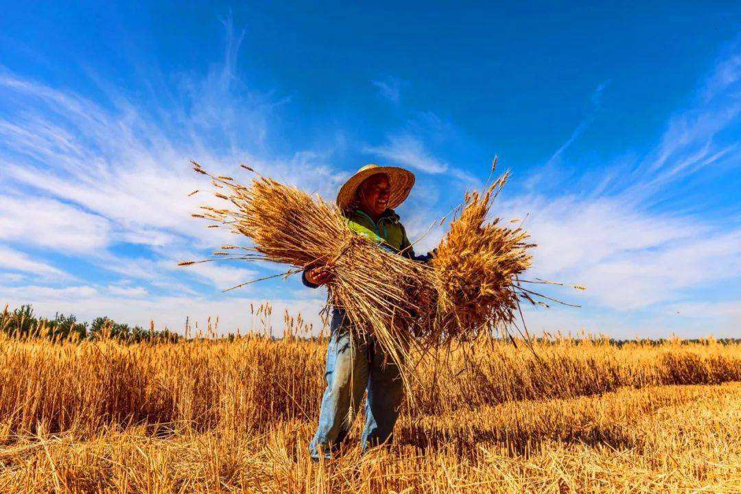 29种小麦杂草防除高招,农业专家稻田灭鼠