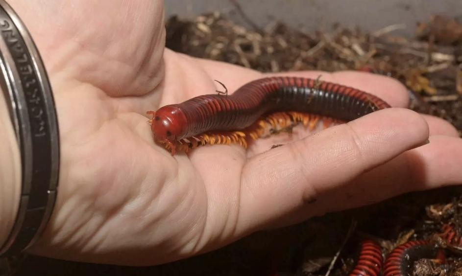 天鹅把*粟罂**当油菜吸嗨了，狗舔癞蛤蟆上瘾，动物吸毒有什么后果？