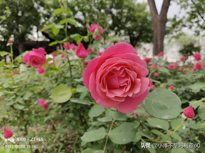 vivox80巅峰极速测评,今年旗舰机最推荐的vivox80