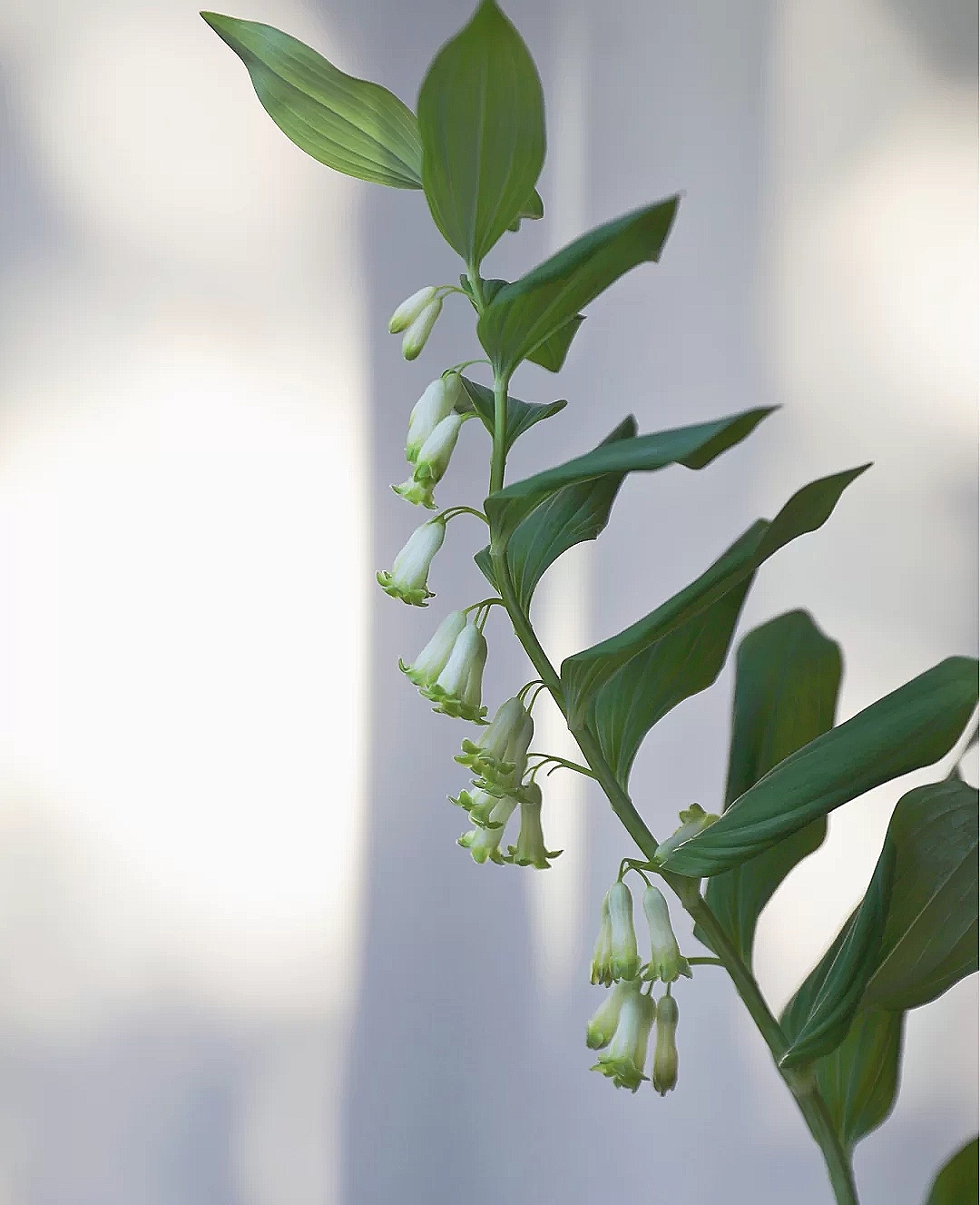 花艺教程花材打理知识,花艺教程常用花材及叶材有哪些