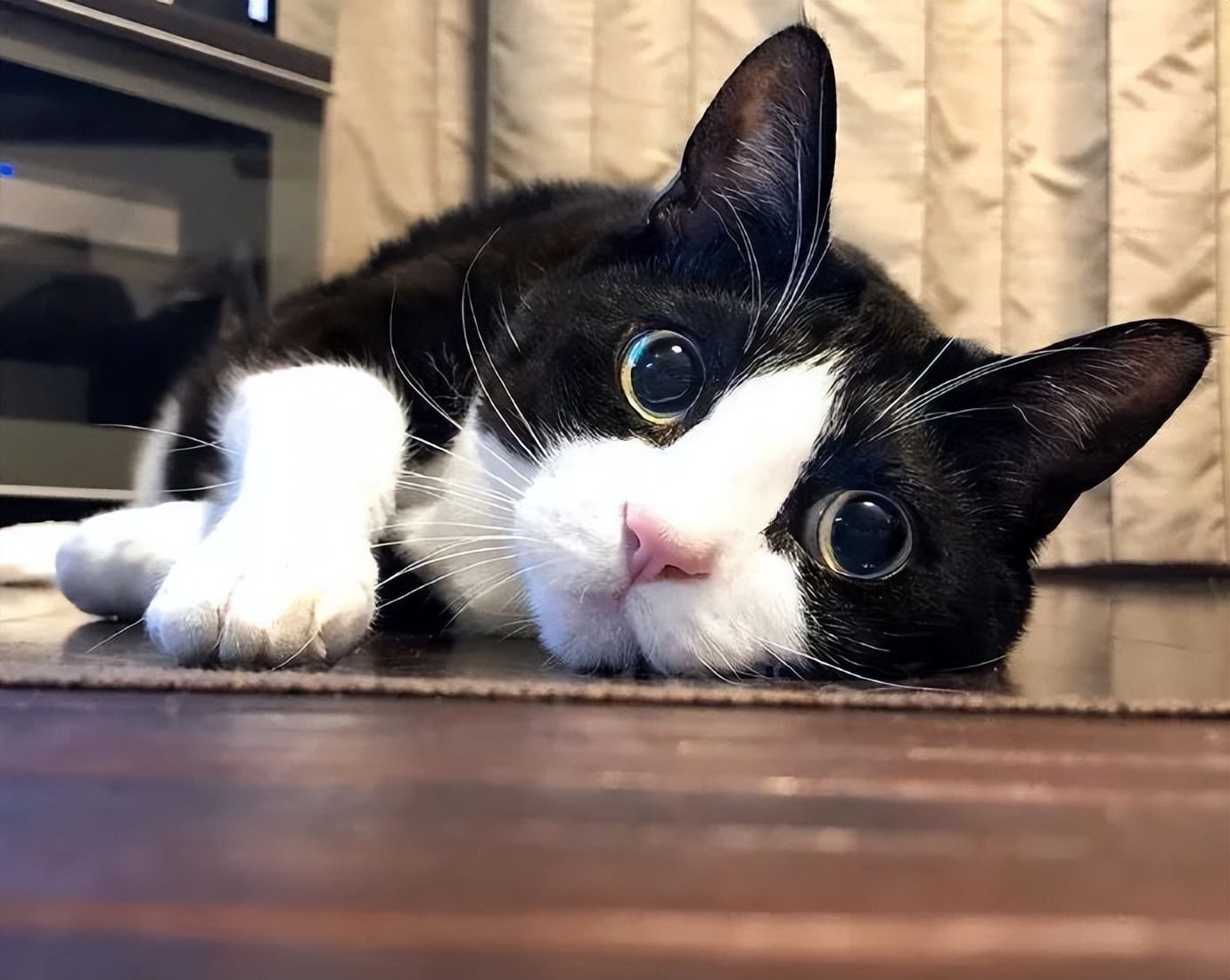 比较便宜好养的猫种,公认最好养的这几种猫值得入手