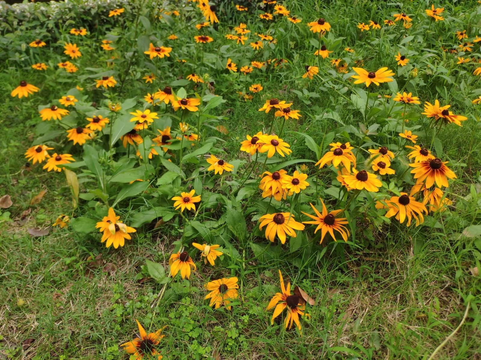 重庆一公园现大片黑心菊，金灿灿的花瓣宛若一片金色的海洋