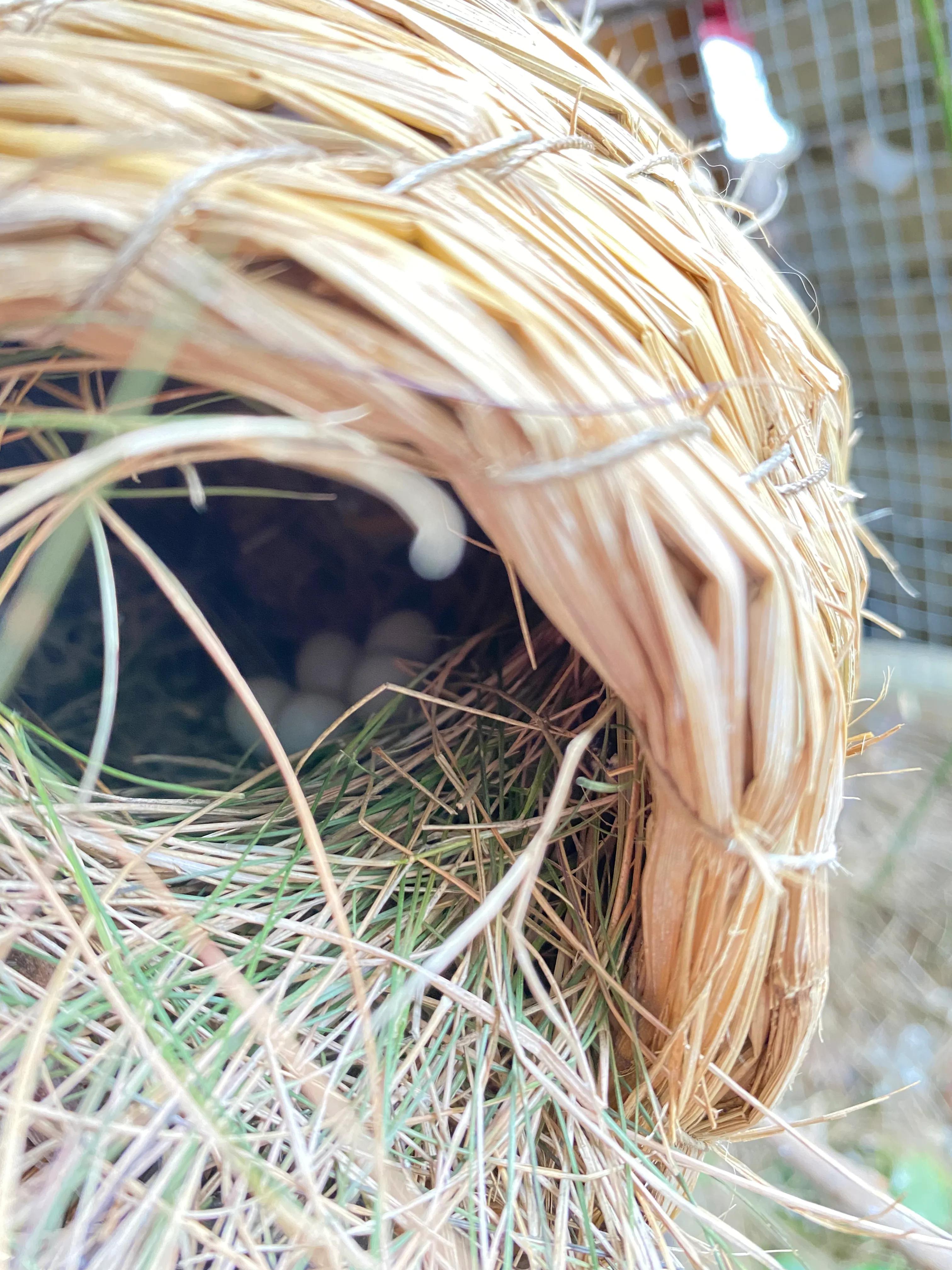 养珍珠鸟的体验！原生态喂养！养出靓丽毛色小鸟！肥肥胖胖的