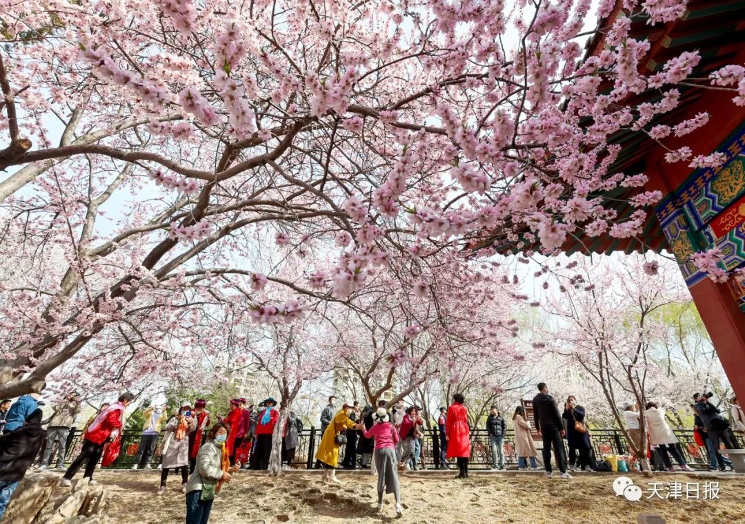 今年天津的桃花堤的桃花节是几号,天津桃花节旅游线路推介