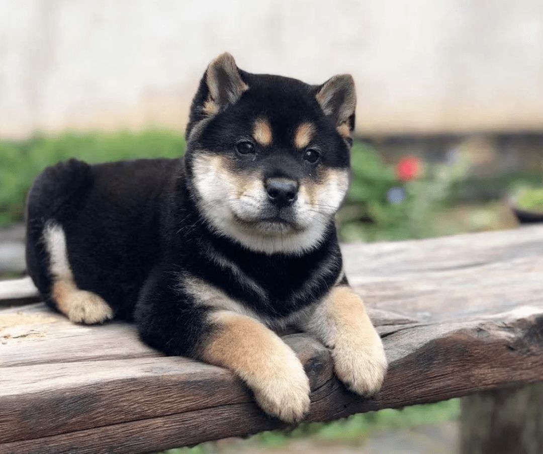 土狗为什么这么多人都不喜欢养,公的土狗忠诚还是母的土狗忠诚