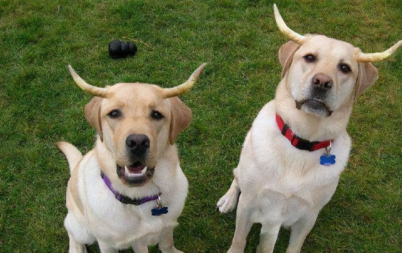 全网最受欢迎的十位狗狗,受欢迎的十大狗第一排为土狗