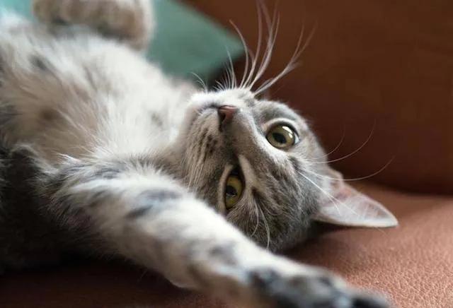 猫咪发情期的基本知识及应对方法