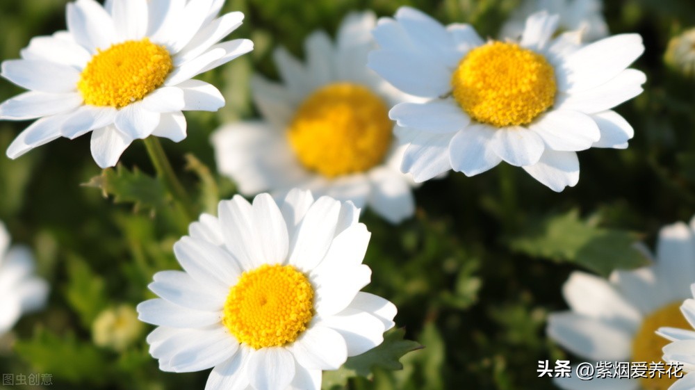 一丛黄菊花图片欣赏,五颜六色姹紫嫣红的鲜花