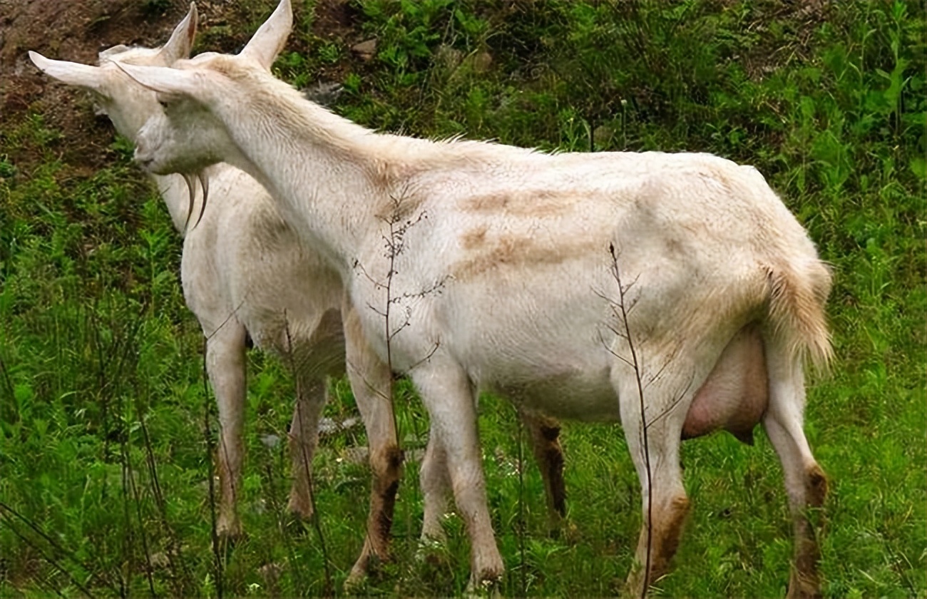 买头产母羊注意事项,入手养羊公羊和母羊要分开买吗