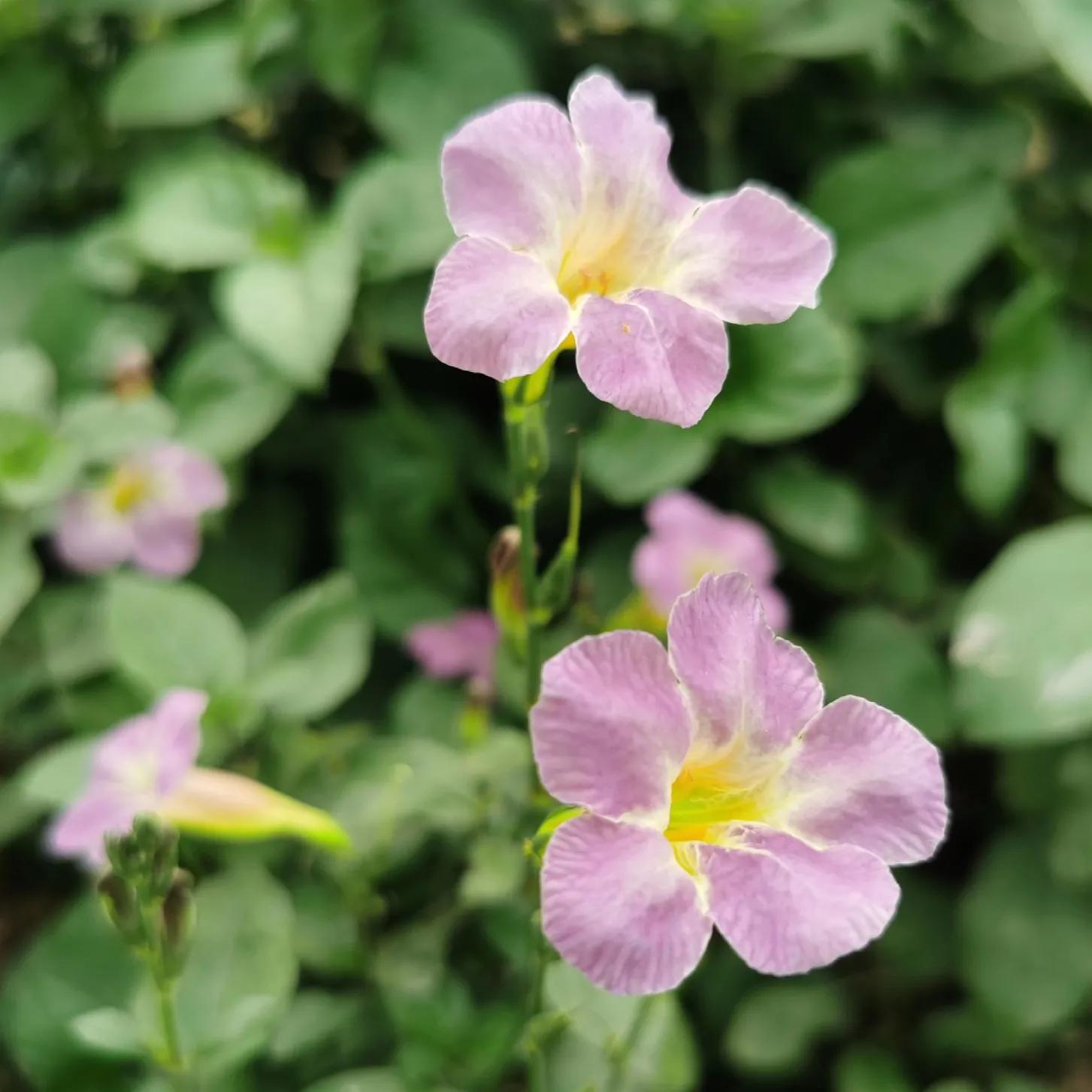 100种迷人的“数字花”,从零到一百万,真是太神奇了