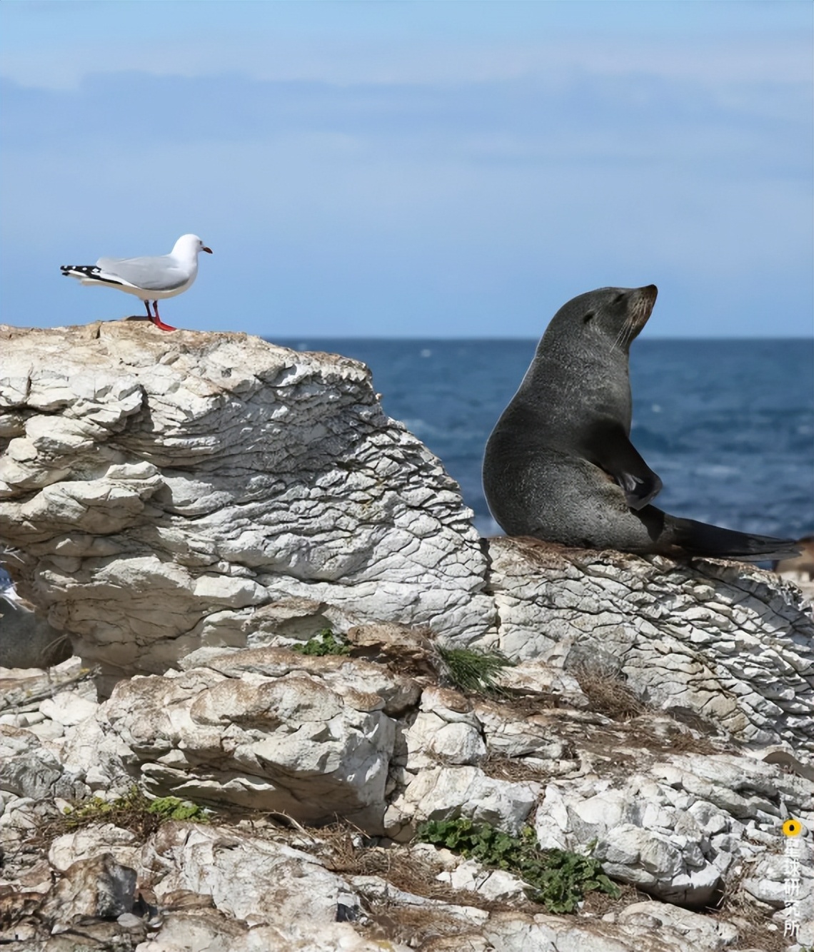 新西兰什么地质灾害频繁,新西兰可能会沉入海底吗