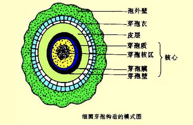 芽孢杆菌被你忽视的益生菌之王,芽孢杆菌抑制有害菌