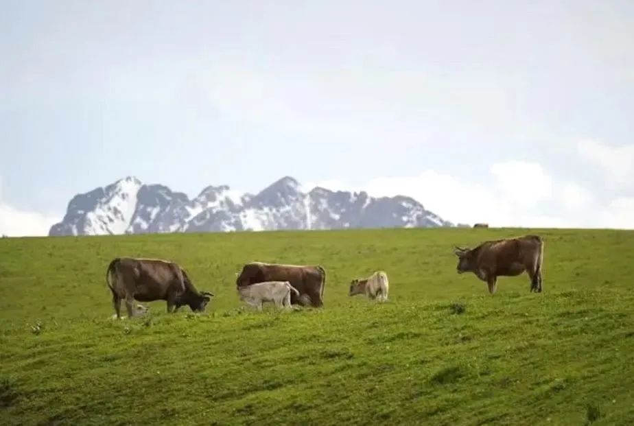 老爸评测伊利牛奶,伊牧欣褐牛奶老爸测评