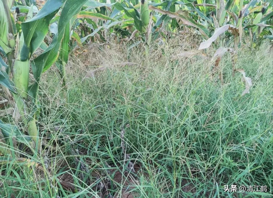 玉米除草剂药害最佳补救方法,玉米24d丁酯除草药害图片