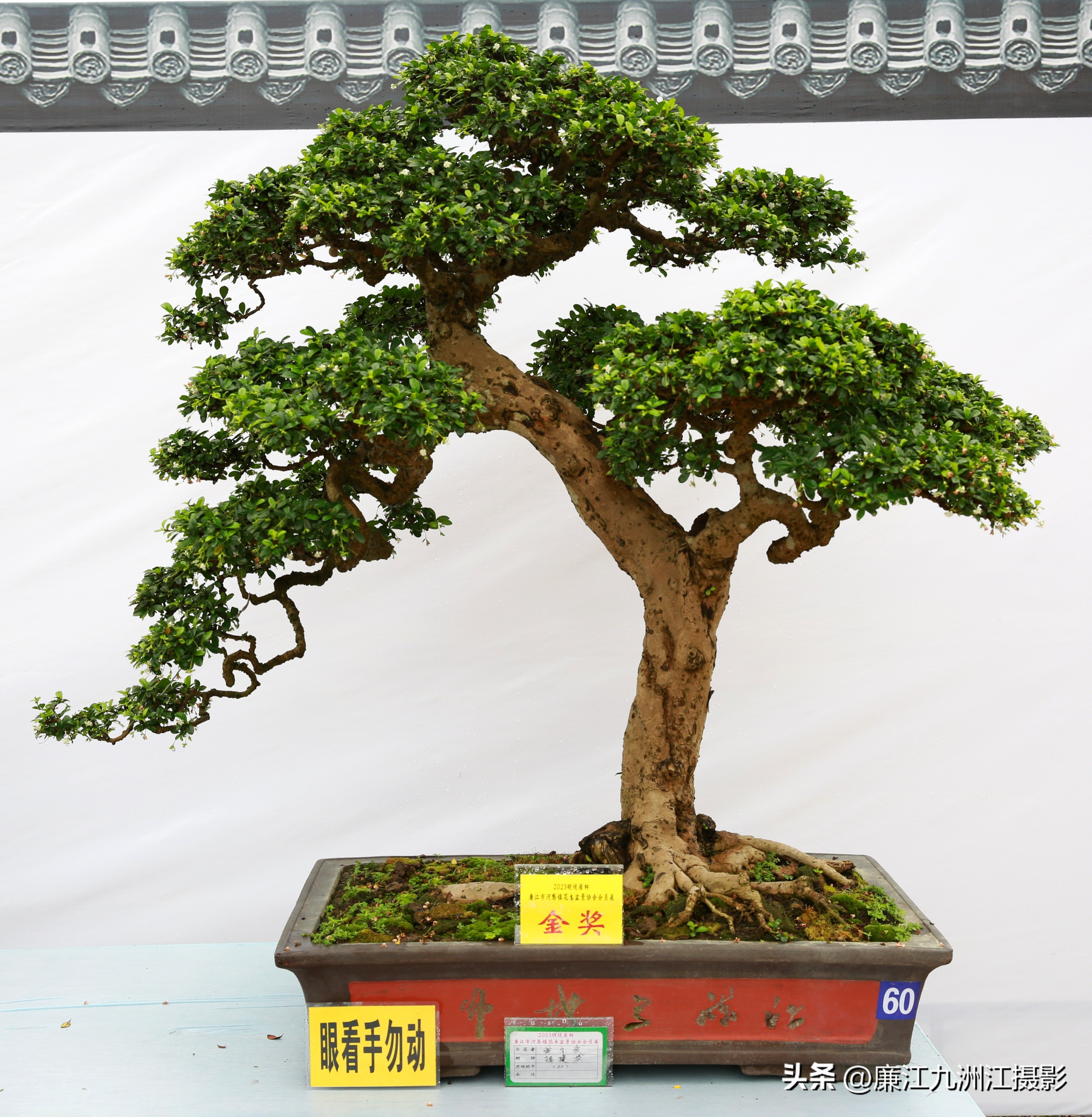 最高端的盆景展,一场惊艳的盆景展