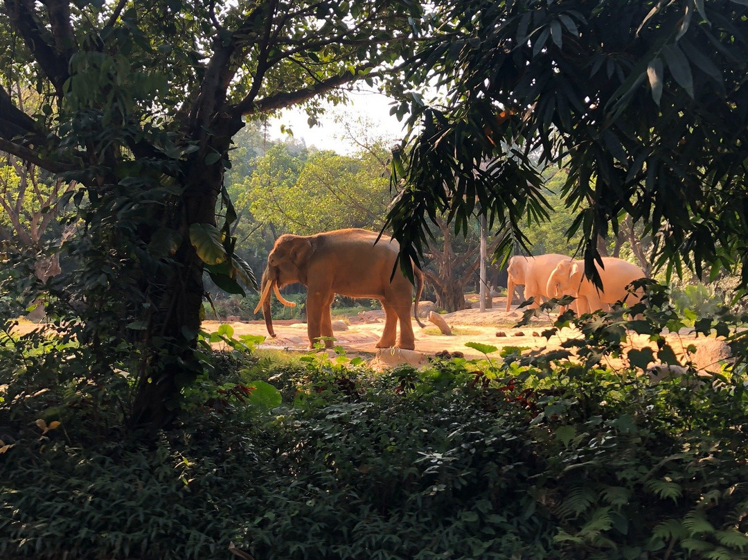 广州长隆野生动物园现在可以去吗,广州长隆野生动物园地铁哪个出口