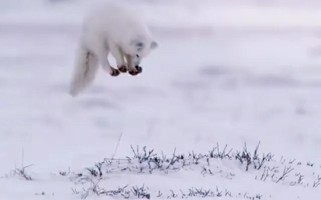 北极狐在恶劣的环境中顽强生存,北极狐幼年到成年是怎么生活的