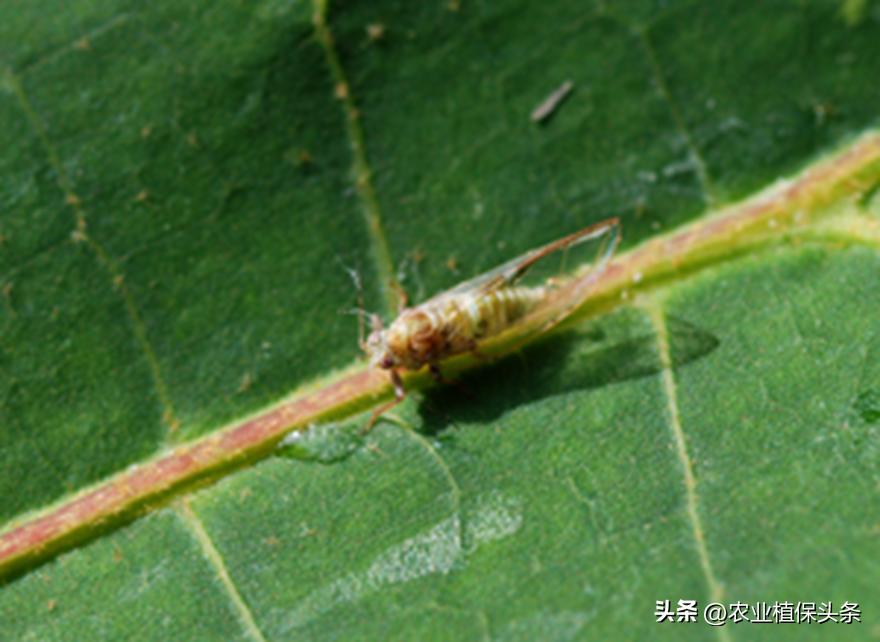 昆虫和害虫种类,昆虫和害虫的分类