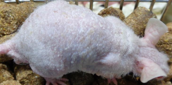 小鼠急救方法,小鼠突然没有活力怎么办