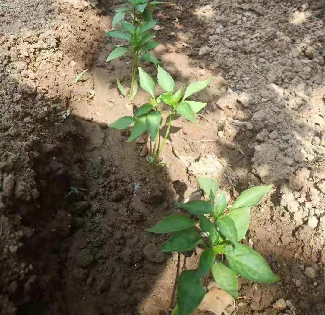 土蚕杀灭方法,辣椒苗里面有土蚕咋办