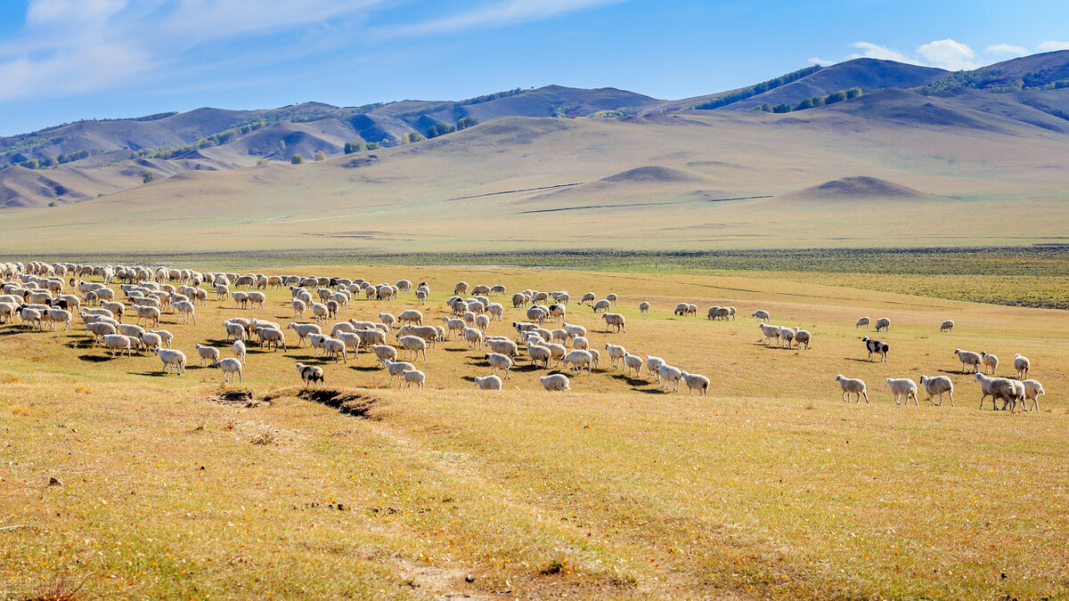 国外最先进的畜牧业,畜牧业大国排名