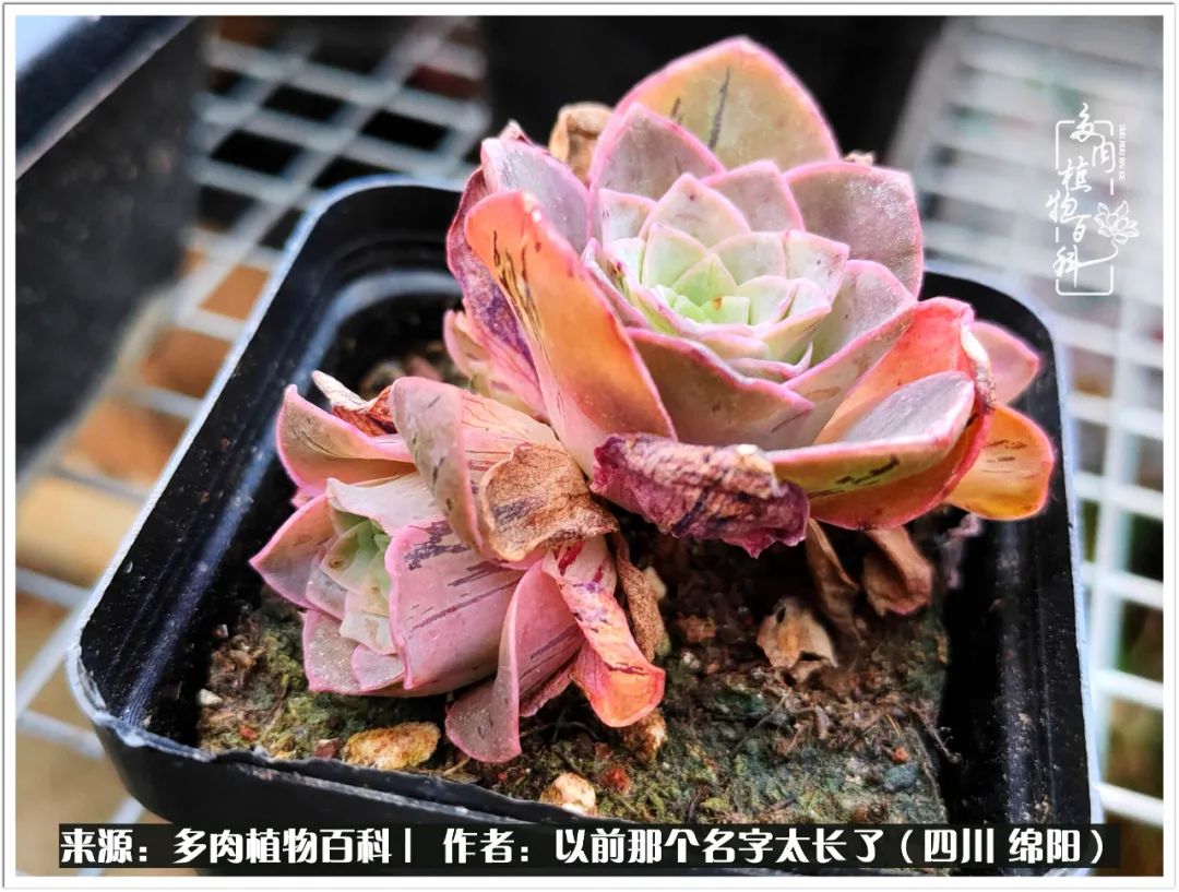 夏天山地玫瑰,小清新山地玫瑰