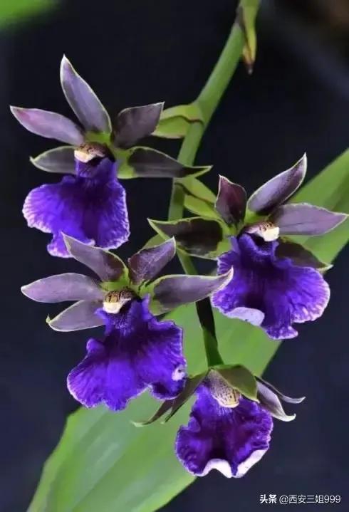 宁静的夜晚我也思念你,宁静的夜晚费翔