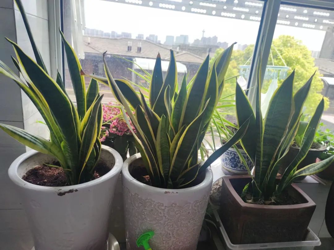 客厅大叶招财绿植,客厅镇宅招财的大绿植