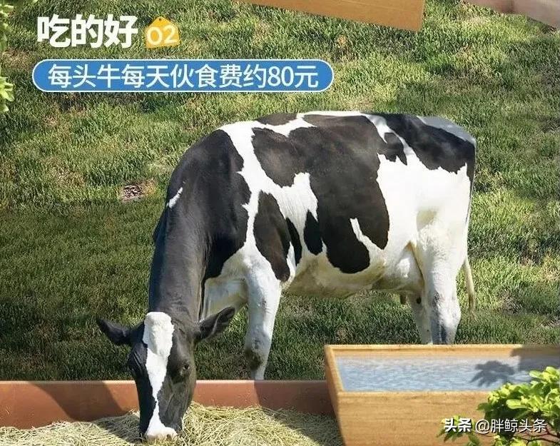 认养一头牛如何干翻蒙牛伊利,认养一头牛试喝奶粉