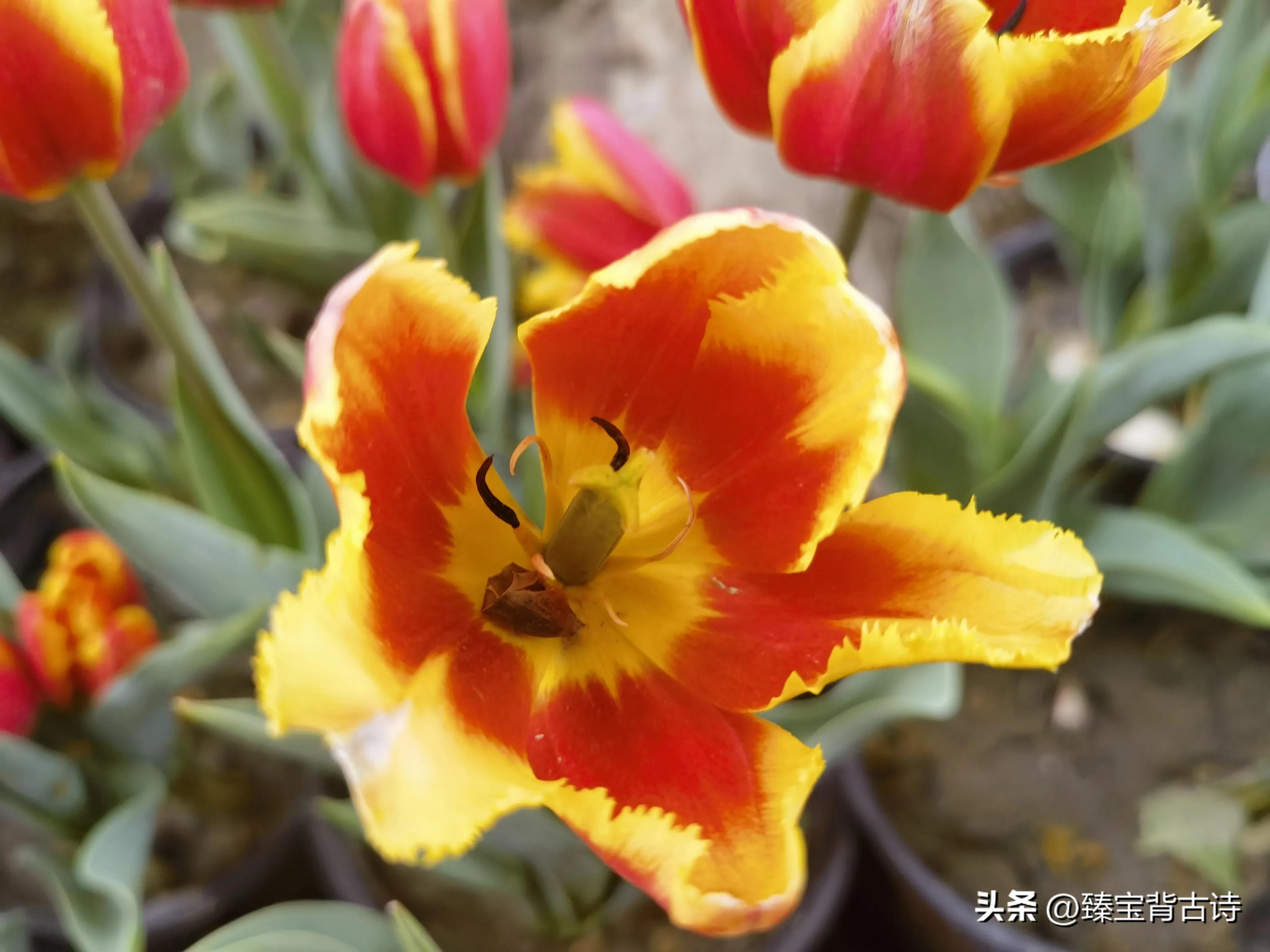 幼儿启蒙唐诗100首,启蒙少儿古诗三百首