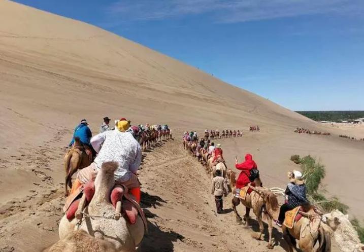 堵骆驼,堵骆驼敦煌骆驼排队上山