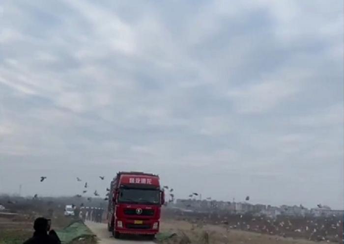 2022国际鸽联,2023国际鸽联洲际杯鸽王赛奖金