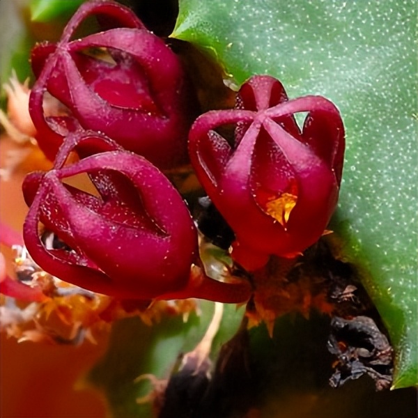 102个大类近500个多肉植物图片，都极其美丽，建议在家中也养一盆