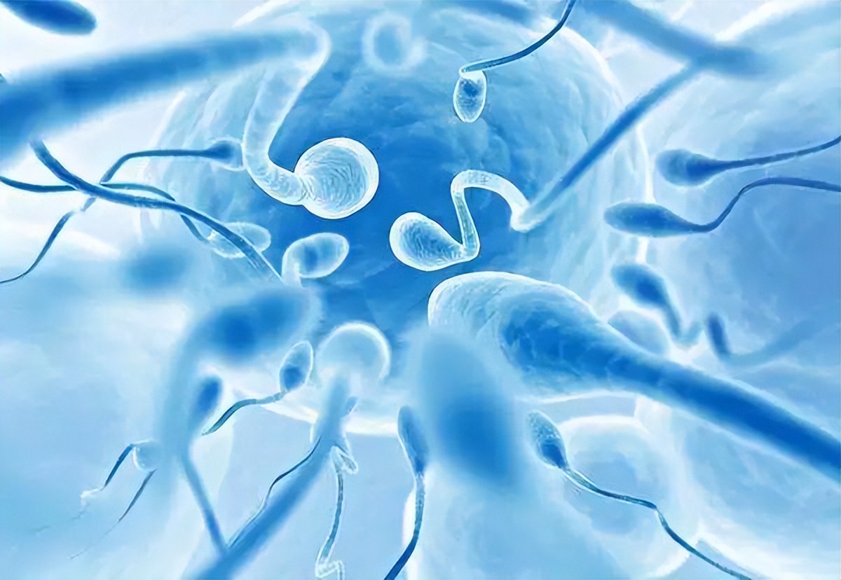 那些没有成功“受精”的精子，最后都去哪了？