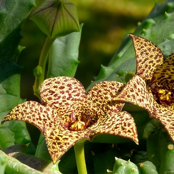 102个大类近500个多肉植物图片，都极其美丽，建议在家中也养一盆