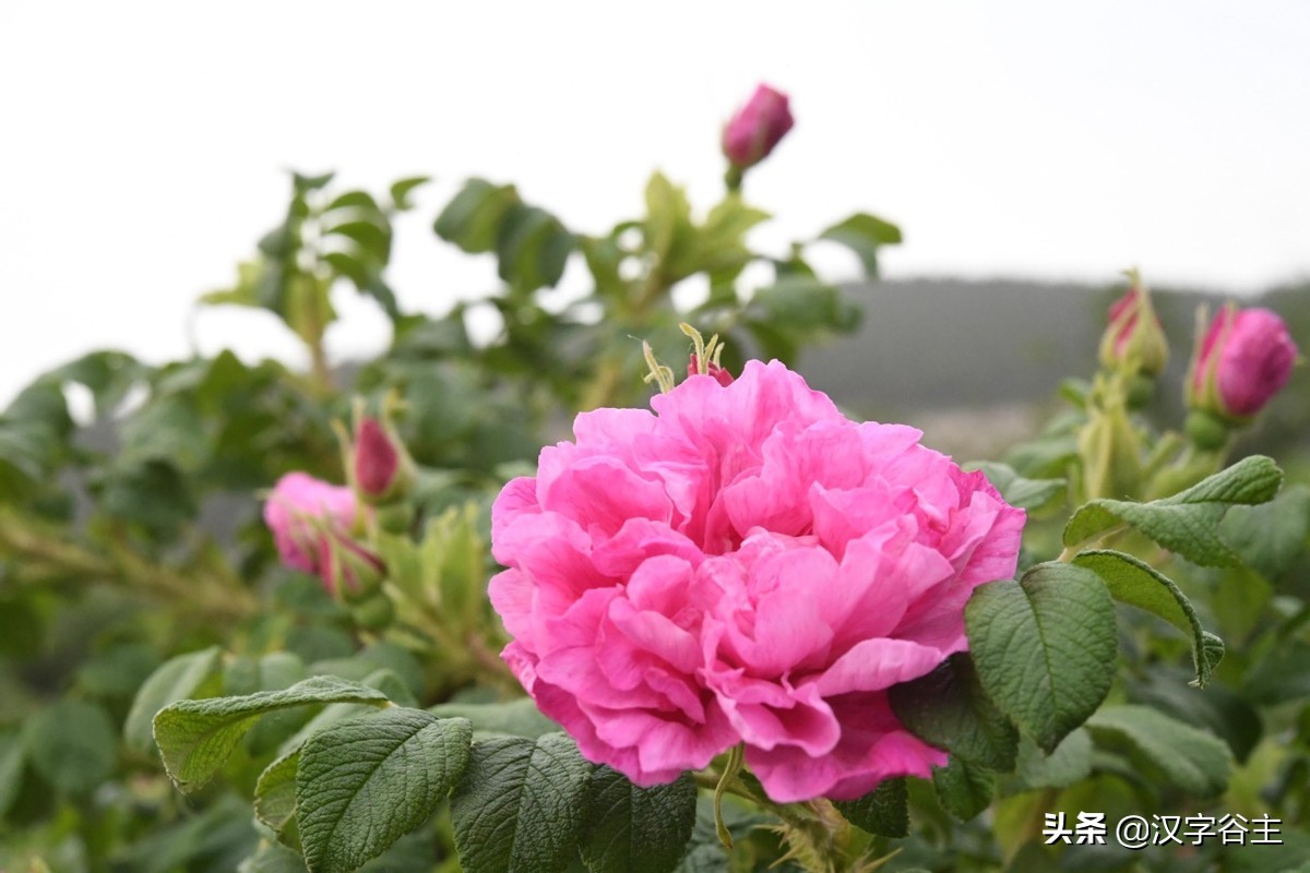 国家植物园游览掠影,走进国家植物园南北月季花海