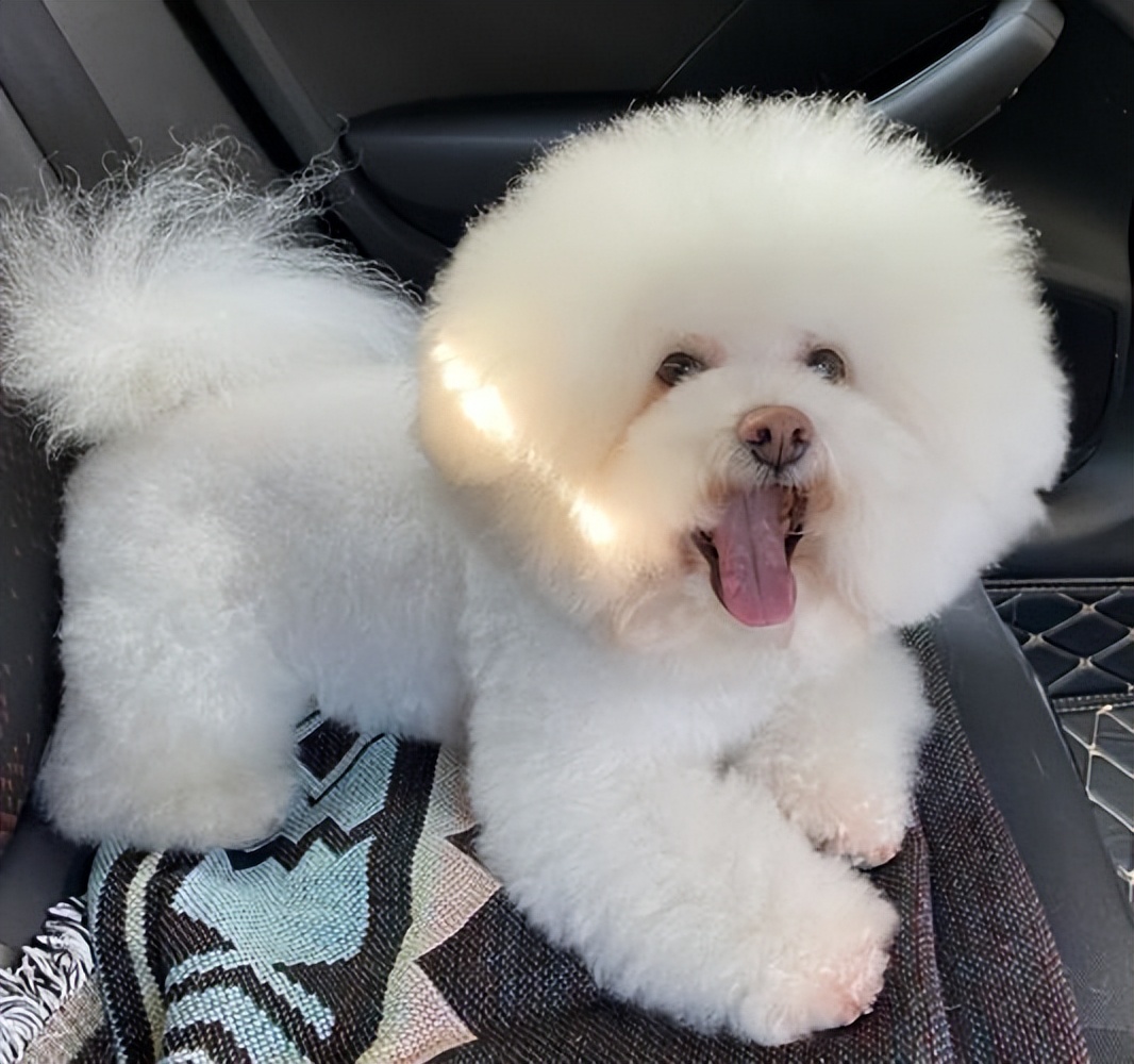 比熊的5种坏性格你家是哪种,比熊什么表现说明认定你主人了