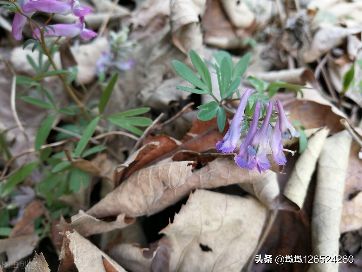 童年的回忆之向山借钱