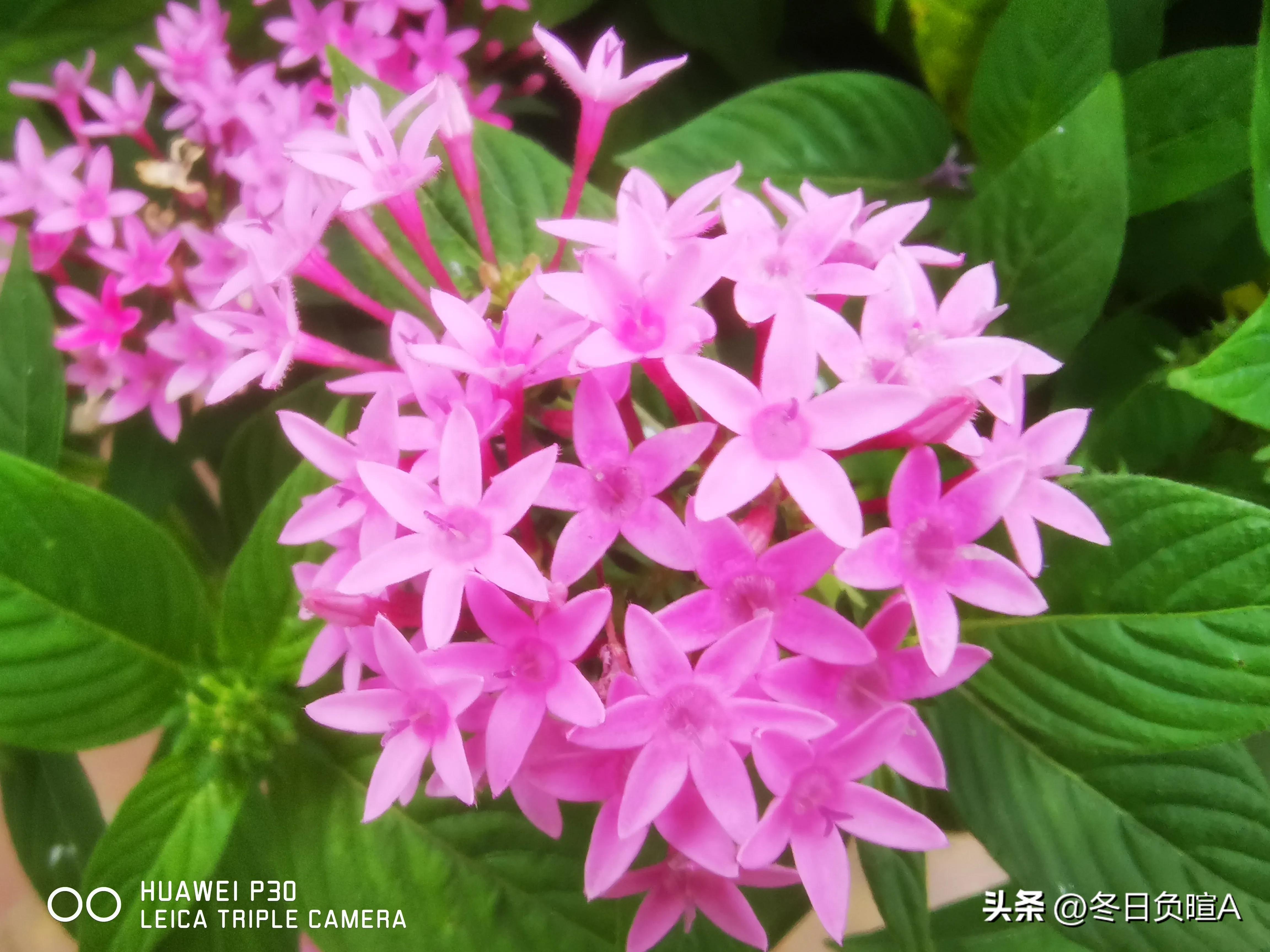 苏轼诗词湖上夜归赏析,急需苏东坡古诗赏析