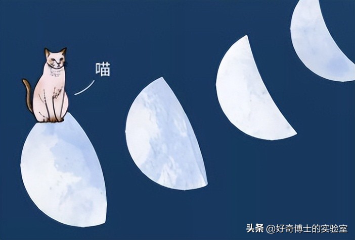 动物怎样坐飞机,动物如何航空运输