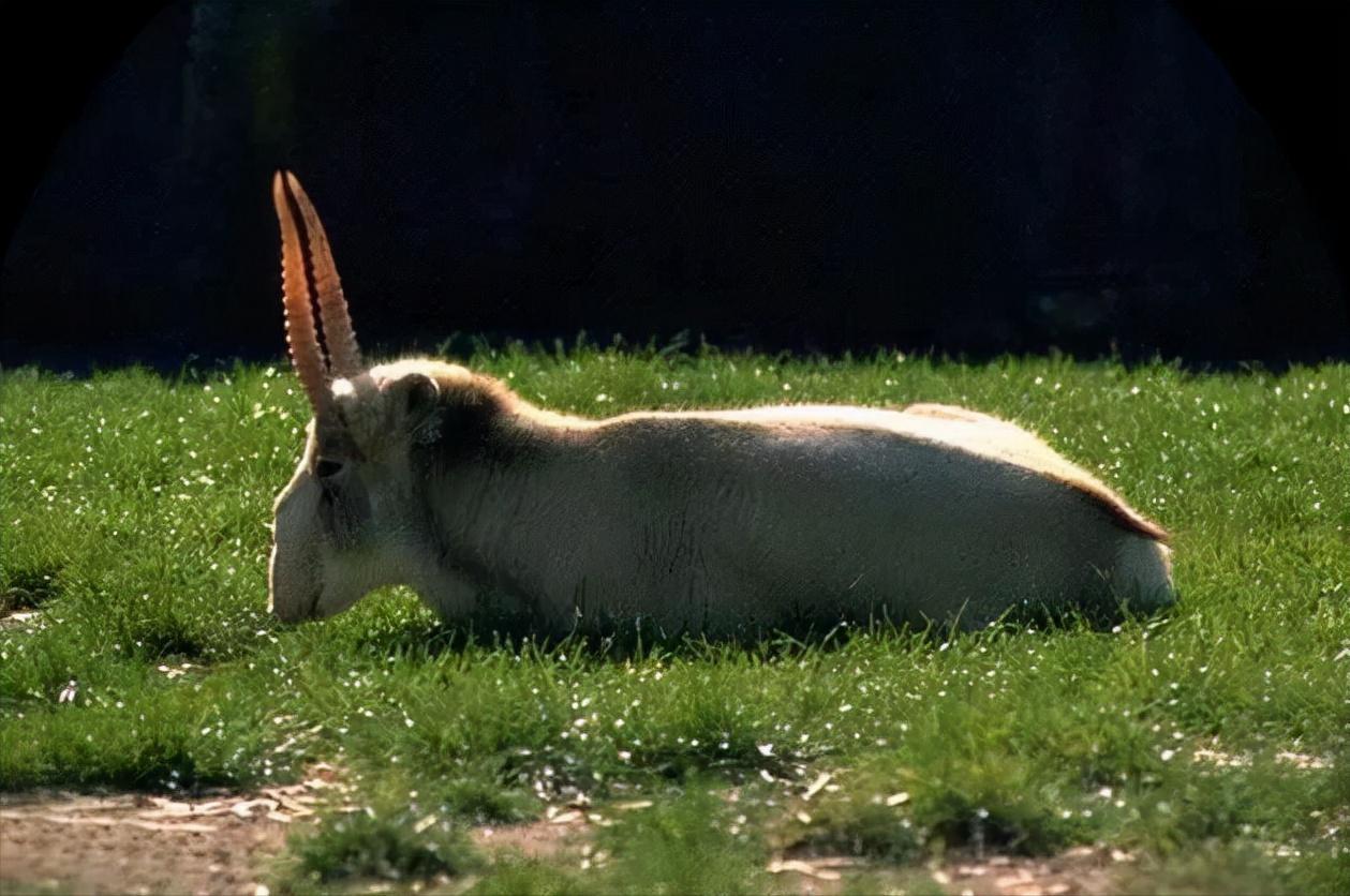 世界上濒临消失的物种有哪些,中国消失的十大物种