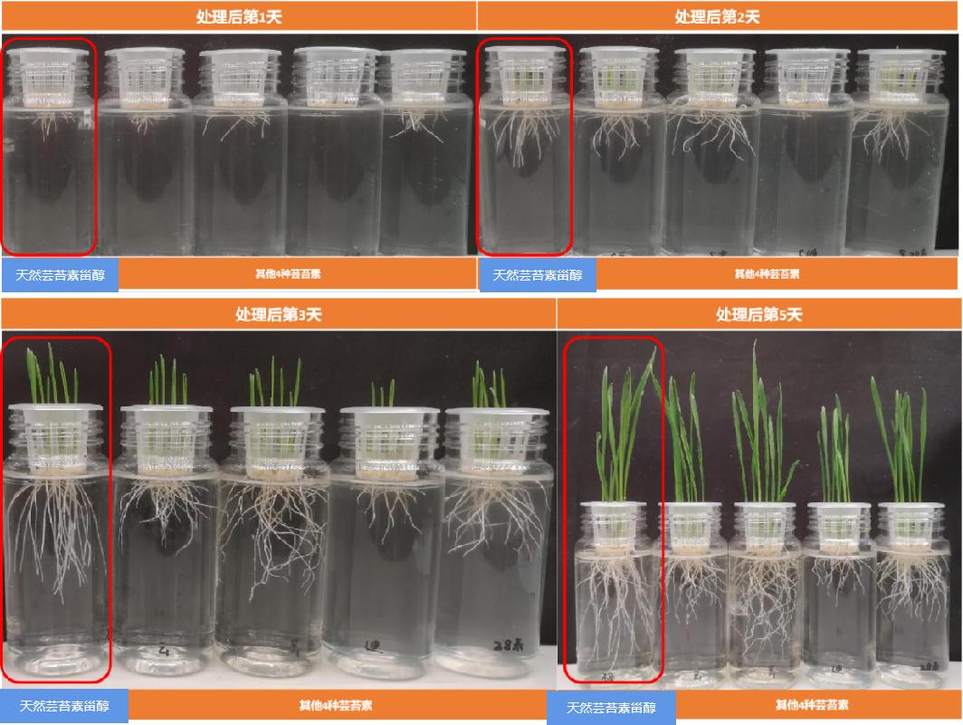 最新植物生长调节剂,植物内源生长调节剂芸苔素效果