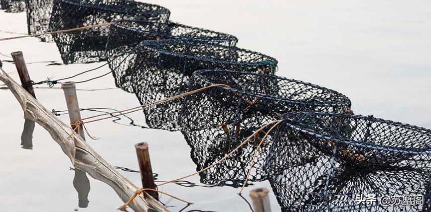 100块一只的大闸蟹是什么规格,100块的超大大闸蟹