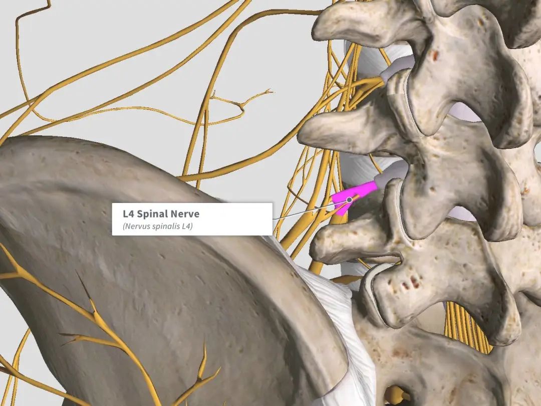 半边腰痛的最快治疗方法,常见腰痛的原因及自我治疗