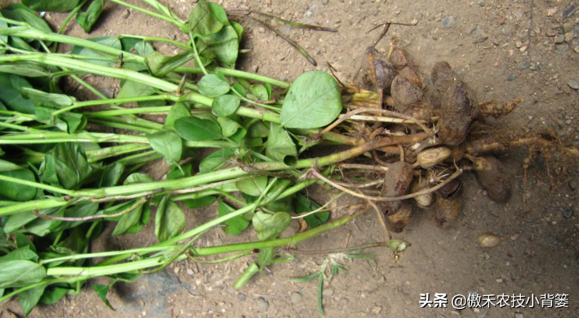 土传病害最好的防治解决方法,土传病害用什么药治