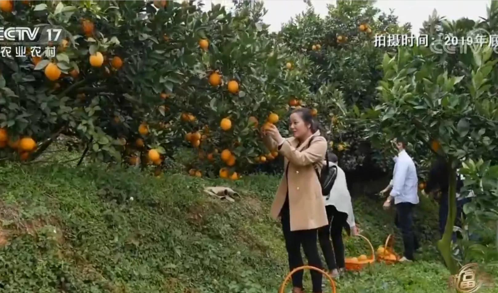 愚公移苍山荒山化作聚宝盆,200亩荒山变成聚宝盆