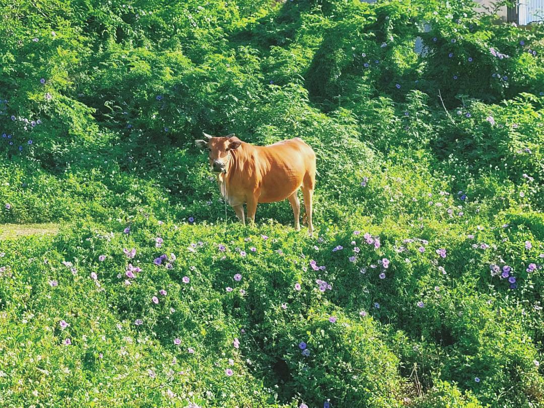 木兰风光好去处•达人带你去旅游|山环水绕清流如带——张洋村，一个藏在新县里的小村庄