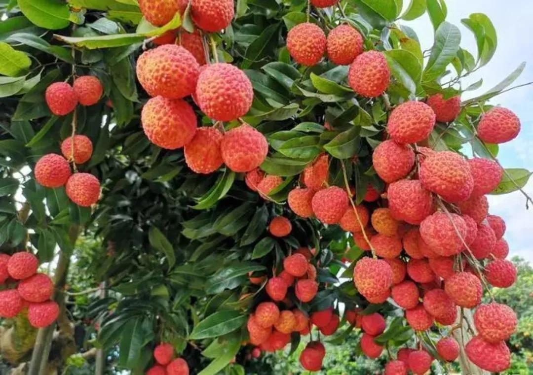 从化东成荷花园,从化摘荔枝之旅